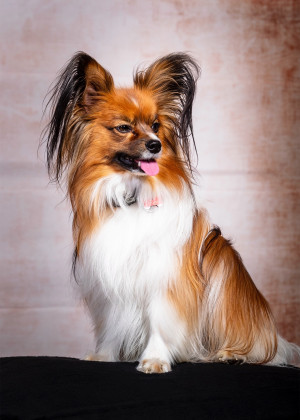 Ein kleiner Hund