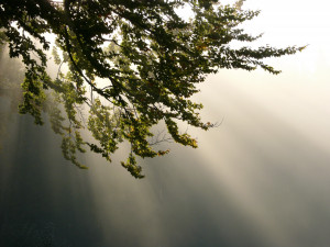 Morgensonne