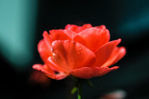 Eine rote Rose im Morgentau