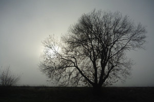 Morgennebel im Winter