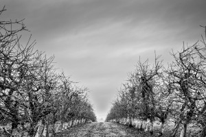 Plantage bei Ustersbach